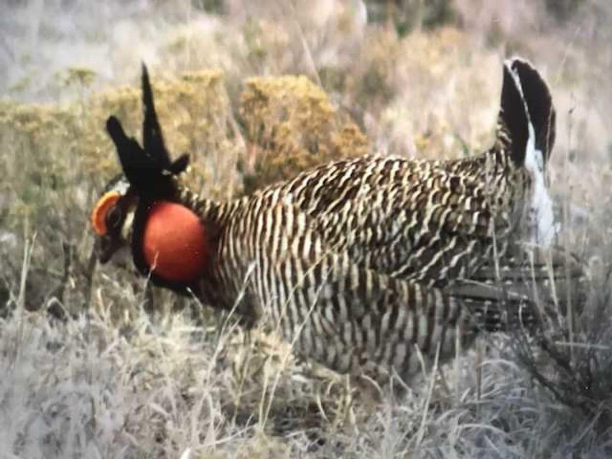 The U.S. Fish and Wildlife Service moved Thursday to classify the lesser prairie chicken in Kansas as threatened, enhancing their protections under federal law and potentially touching off a legal response from the state.