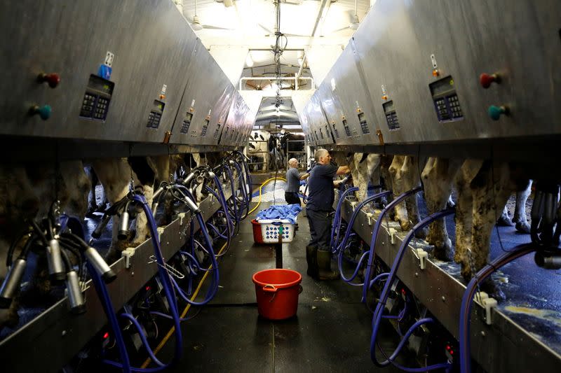 FILE PHOTO: Farmers milk cows at a dairy farm in South Mountain