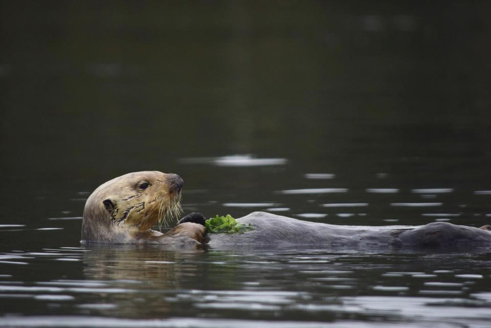A sea otter is seen in the estuarine water of Elkhorn Slough, Monterey Bay, Calif., on May 19, 2019. Bringing sea otters back to a California estuary has helped restore the ecosystem by controlling the number of burrowing crabs - a favorite sea otter snack - that cause marshland erosion. (Emma Levy via AP)