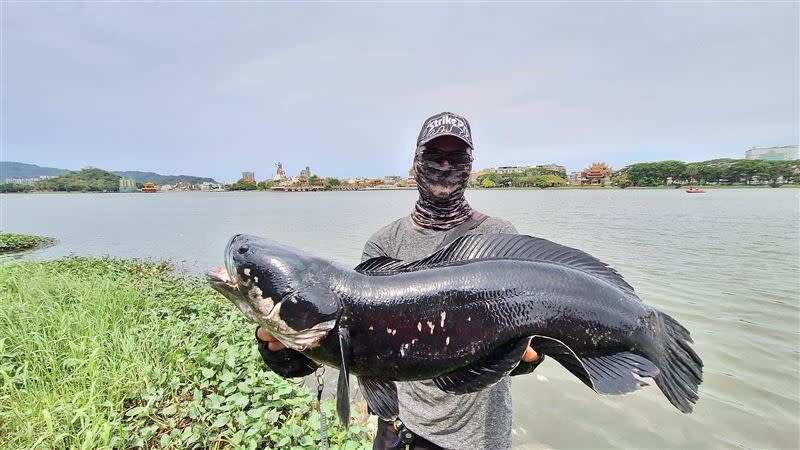 「超巨魚虎」長80公分、重6.17公斤。（圖／林姓釣友提供）