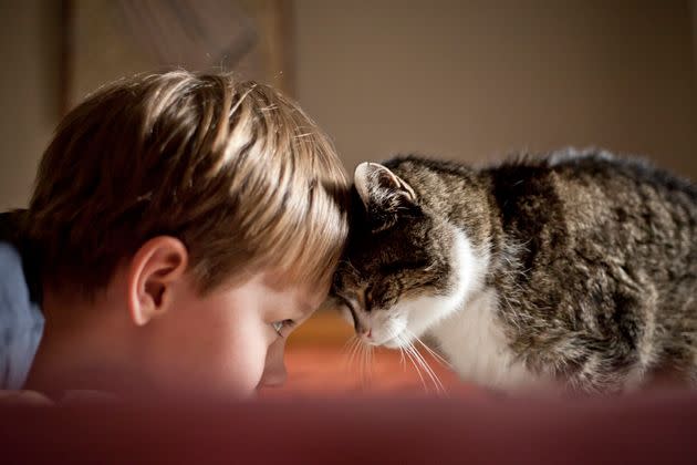 Close-up of a boy and his cat giving each other a loving head bump.