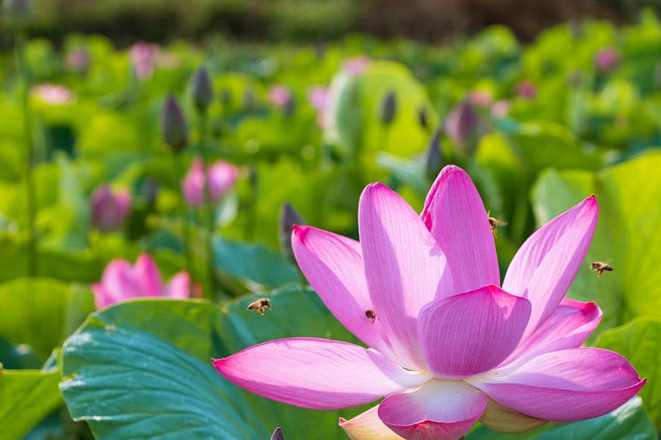 白河蓮花(Photo Credit: jiunching@pixabay.com, License CC0，圖片來源：https://pixabay.com/zh/photos/lotus-bee-flowers-in-a-gentleman-5152739/)