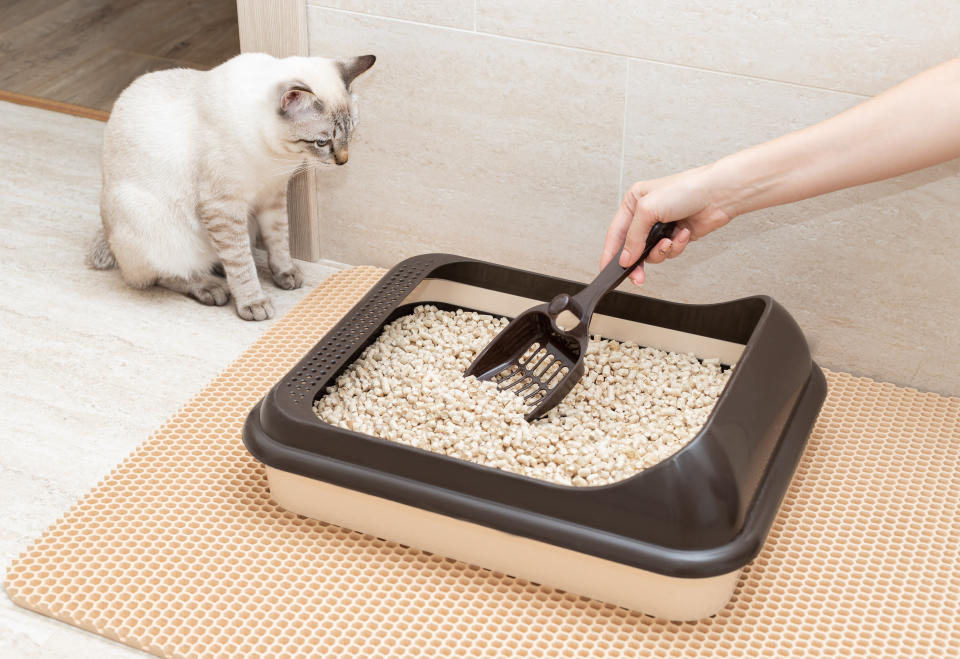 選對家中主子愛的貓砂，鏟屎官工作才能事半功倍。（圖片來源：Getty Images）