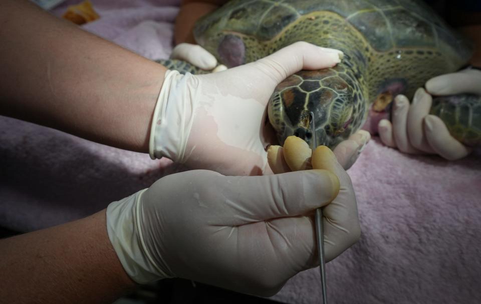 A turtle has their wounds cleaned out at the Whitney Laboratory’s Sea Turtle Hospital. Many are undergoing treatment for fibropapillomatosis, or “FP.” The disease mainly impacts green turtles, which can impair their eyesight and mobility in the water.
