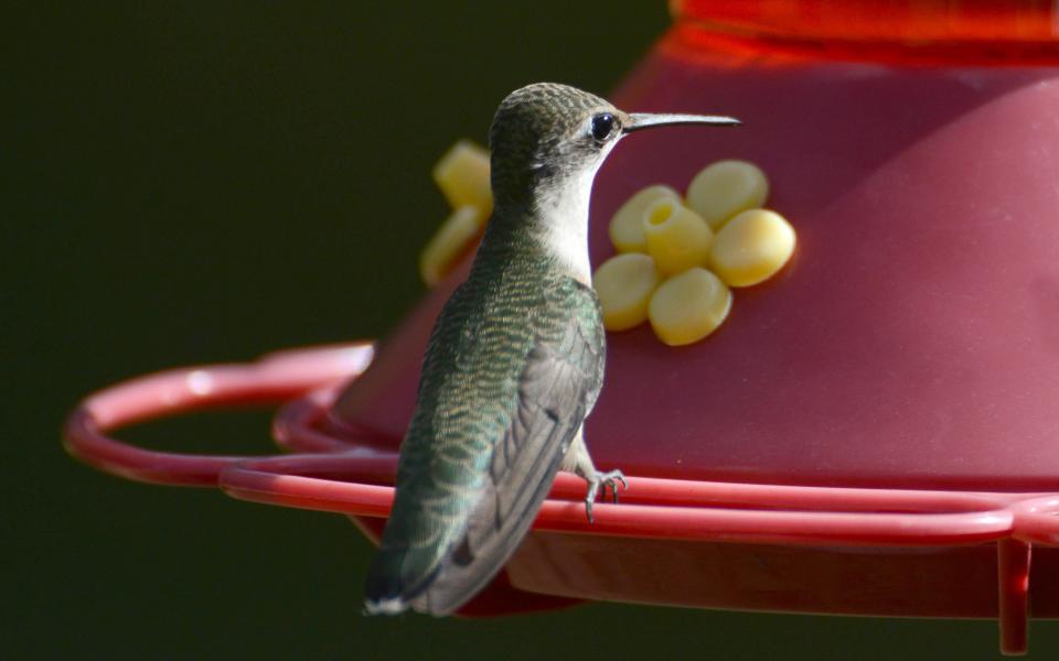 A hummingbird settles into the late afternoon light of August for a long drink at a feeder in Barnstable ahead of migration south.