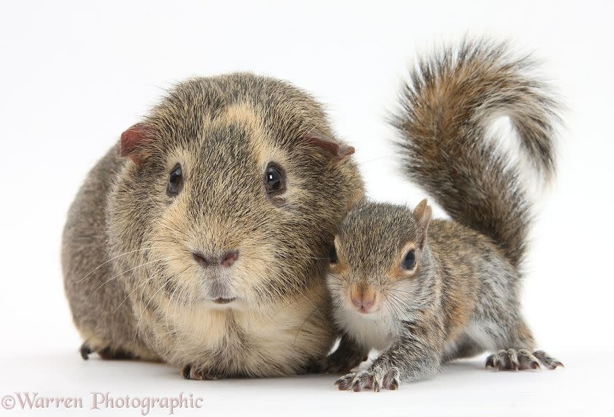 Mark Taylor, uno de los integrantes de Warren Photographic, explica cómo surgió la idea. “Fue a mi madre a quien se le ocurrió lo de buscar animales parecidos, cuando una amiga sugirió fotografiar a su gato birmano con un conejo enano, ambos muy parecidos”, contó al portal Bored Panda.