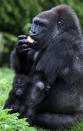 BRISTOL, ENGLAND - MAY 04: Bristol Zoo's baby gorilla Kukena holds onto his mother's arm as he ventures out of his enclosure at Bristol Zoo's Gorilla Island on May 4, 2012 in Bristol, England. The seven-month-old western lowland gorilla is starting to find his feet as he learns to walk having been born at the zoo in September. Kukena joins a family of gorillas at the zoo that are part of an international conservation breeding programme for the western lowland gorilla, which is a critically endangered species. (Photo by Matt Cardy/Getty Images)