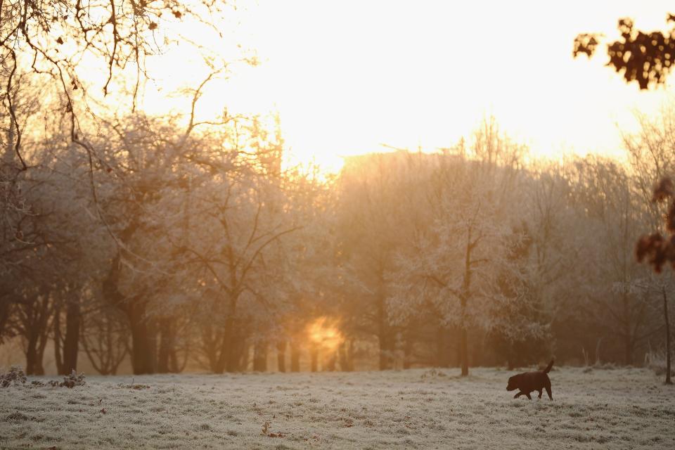 LONDON, ENGLAND - DECEMBER 12: A dog walks through the early morning frost in Regents Park on December 12, 2012 in London, England. Forecasters have warned that the UK could experience the coldest day of the year so far today, with temperatures dropping as low as -14C, bringing widespread ice, harsh frosts and freezing fog. Travel disruption is expected with warnings for heavy snow in some parts of the country. (Photo by Dan Kitwood/Getty Images)