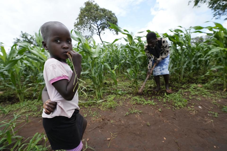 Maria Chagwena, a millet farmer, right, works in her field near a child in Zimbabwe's arid Rushinga district, northeast of the capital Harare, on Wednesday, Jan, 18, 2023. With concerns about war, drought and the environment raising new worries about food supplies, the U.N.'s Food and Agricultural Organization has christened 2023 as the “Year of Millets” — grains that have been cultivated in all corners of the globe for millennia but have been largely pushed aside. (AP Photo/Tsvangirayi Mukwazhi)