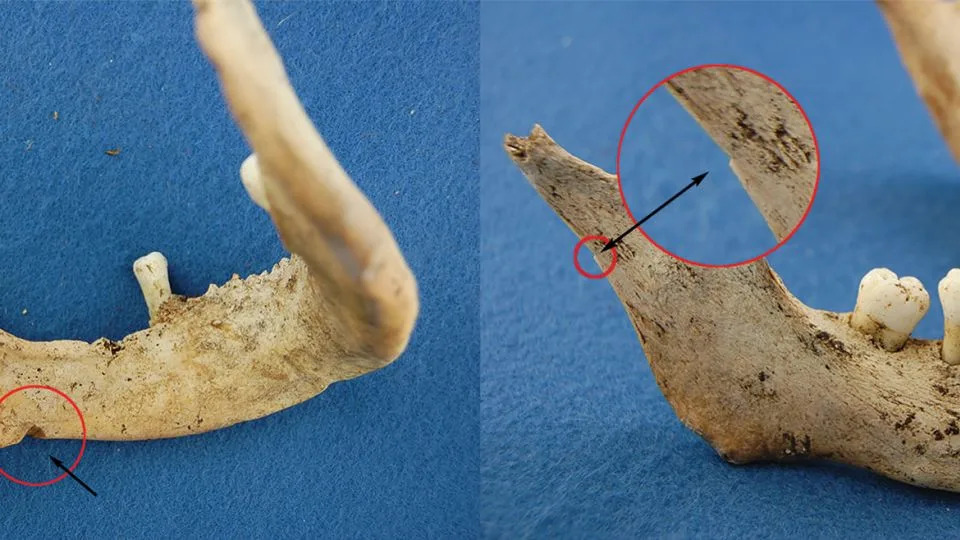 Two views of the jawbone that DNA analysis linked to James Fitzjames. Arrows illustrate cut marks consistent with cannibalism. - Anne Keenleyside