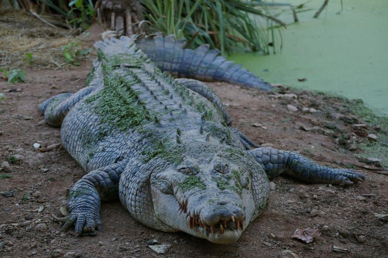 The remains of a missing 12-year-old Australian girl believed to be the victim of a crocodile attack were found Thursday, authorities confirmed. Photo by Budgme/Pixabay