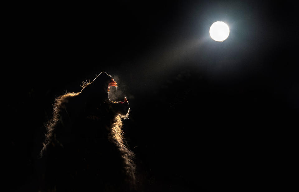 Midnight safari: Wild animals gather under a full moon