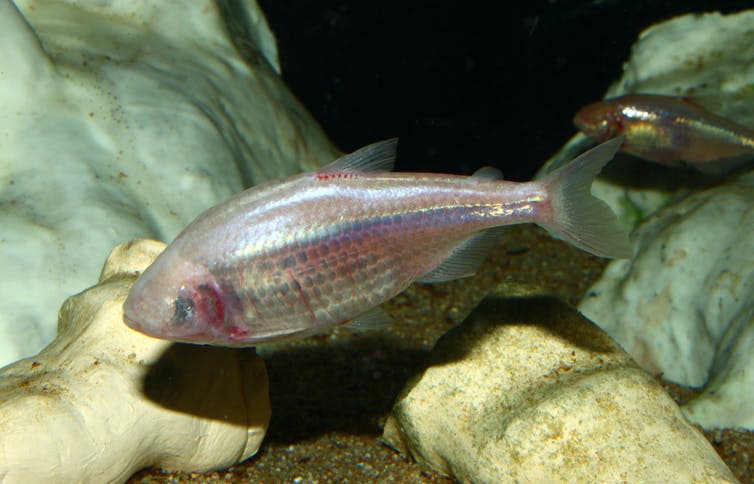 <span class="caption">Blind cave fish.</span> <span class="attribution"><a class="link " href="https://commons.wikimedia.org/wiki/File:Astyanax_mexicanus_01.jpg" rel="nofollow noopener" target="_blank" data-ylk="slk:wikipedia;elm:context_link;itc:0;sec:content-canvas">wikipedia</a>, <a class="link " href="http://creativecommons.org/licenses/by-sa/4.0/" rel="nofollow noopener" target="_blank" data-ylk="slk:CC BY-SA;elm:context_link;itc:0;sec:content-canvas">CC BY-SA</a></span>