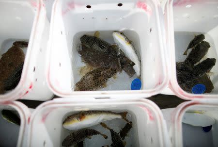 Pufferfish caught by anglers swim in buckets at Ohara port in Isumi, east of Tokyo, Japan November 21, 2018. REUTERS/Issei Kato