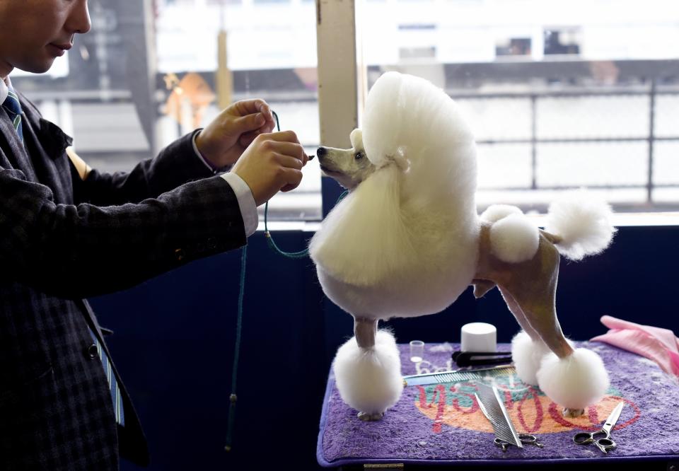 A Toy Poodle is seen in the Benching Area during Day One of competition at the Westminster Kennel Club 141st Annual Dog Show in New York on February 13, 2017.