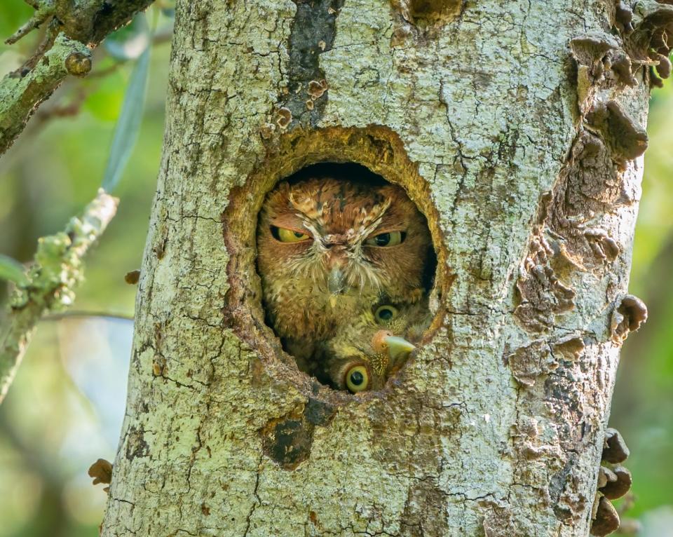 An owl inside a hole in a tree