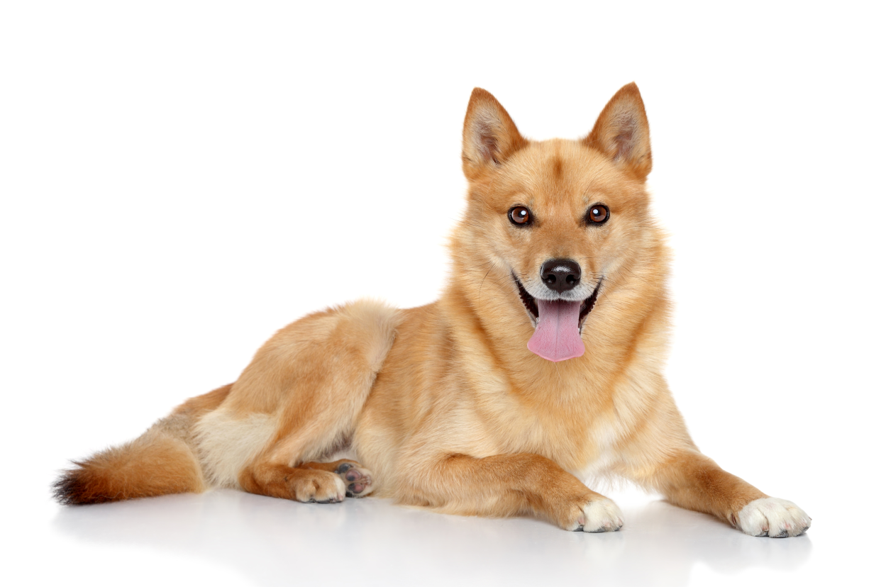 Finnish Spitz