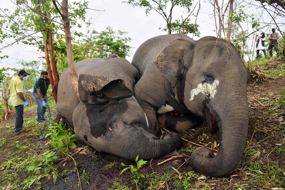 A veterinarian team checks the dead bodies of wild elephants, suspected to have been killed by lightning, on a hillside in Nagaon district of Assam state on May 14. Source: AFP via Getty Images
