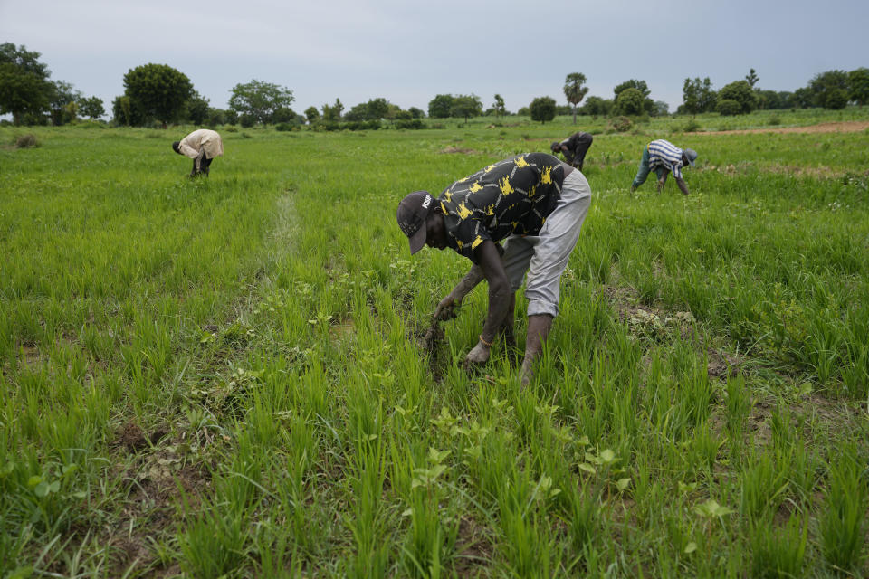File - Workers remove weeds from a rice farm outside Kano, Nigeria on July 14, 2023. Many poor countries in Africa face the harshest effects of climate change: severe droughts, vicious heat and dry land, but also unpredictable rain and devastating flooding. The shocks worsen conflict and upend livelihoods because many people are farmers — work that is increasingly vulnerable to a warming world. (AP Photo/Sunday Alamba)