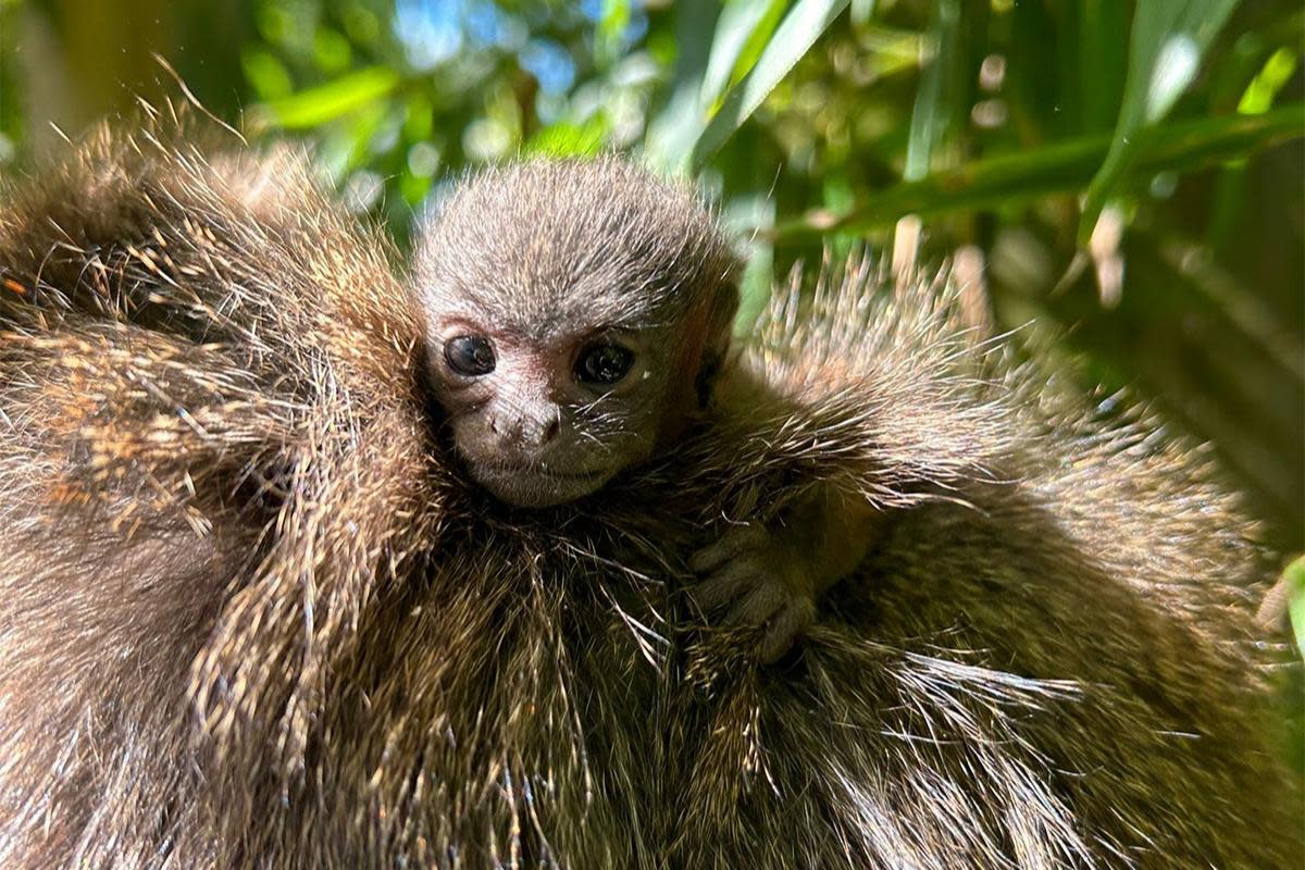 A adorable baby monkey has been born at a east England zoo <i>(Image: Colchester Zoo)</i>