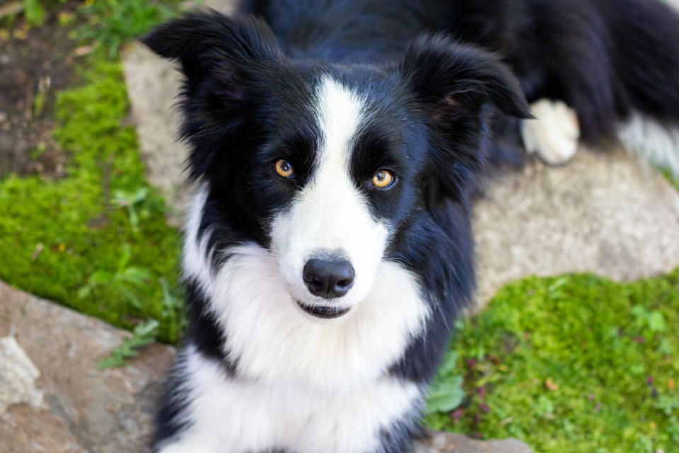 Border Collies stammen von mittelalterlichen britischen Hütehunden ab. (Bild: Getty Images)