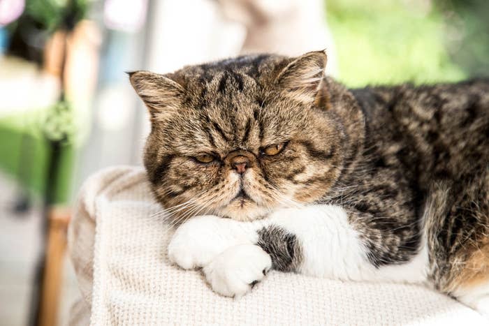 grumpy looking cat