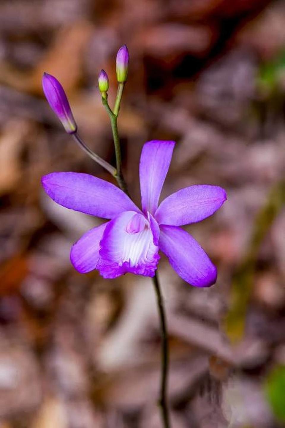 Bletia patula