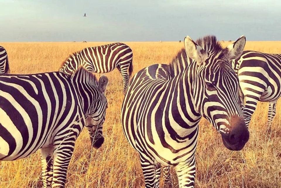 Maasai Mara