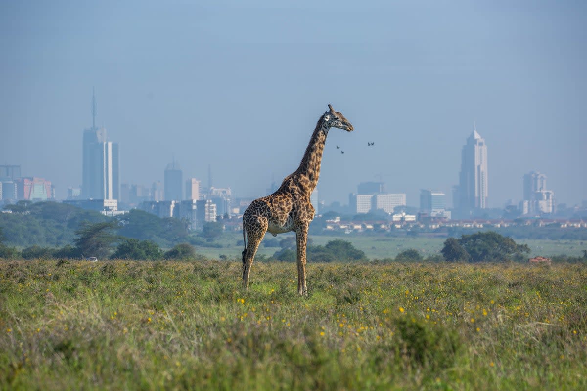 A giraffe in Nairobi National Park, with the city in the background (Getty Images/iStockphoto)