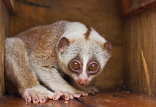 Loris Com esse tamanho e esses olhinhos ele parece inofensivo, mas o Loris é um dos únicos mamíferos venenosos do mundo. Por ser fofinho, ele é alvo do tráfico de animais e tem os dentinhos arrancados para o fim. Eles têm uma toxina que produzem pelo cotovelo e liberam pela boca quando se sentem ameaçados. A toxina pode causar a morte por choque anafilático.