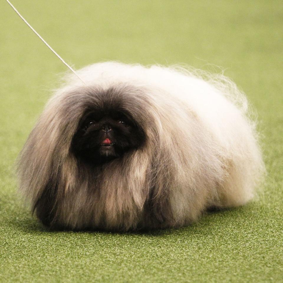 Pekingese