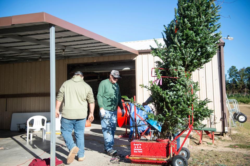 Matthew Gay (center), owner of Gay's Christmas Tree Farm, shakes out a Christmas tree on opening weekend. The business sells Leyland Cypress, Murray Cypress, Carolina Sapphire, Frasier firs, wreaths and other Christmas items.