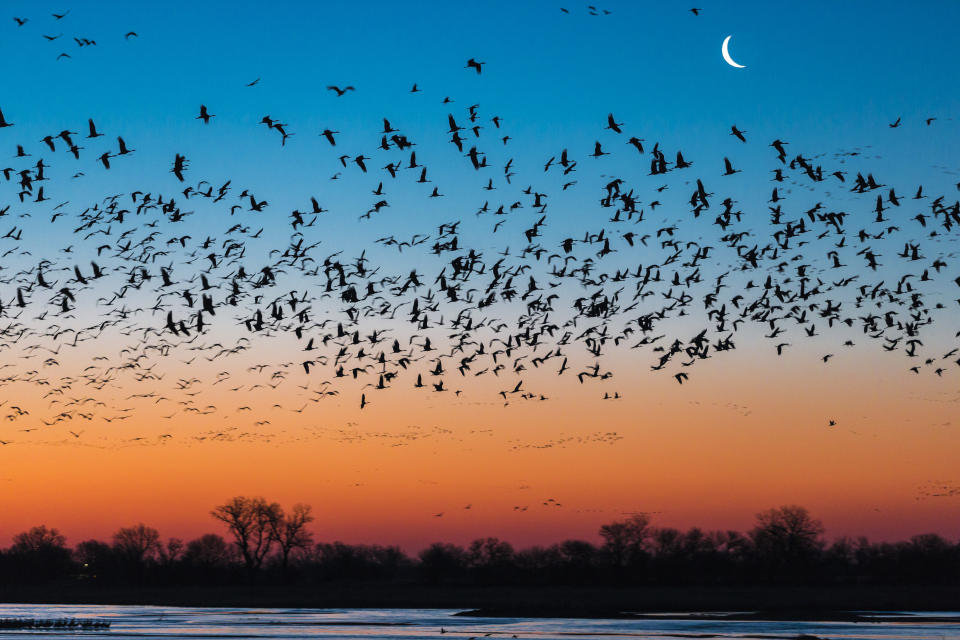 Beautiful nature photograph with silhouettes of flock of sandhill crane (Antigone canadensis) birds flying above Platte River at sunset, Kearney, Nebraska, USA