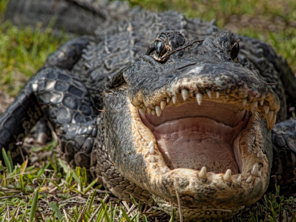 A Giant Alligator In Florida Was Killed After Being Spotted With A Lifeless Human Body In Its