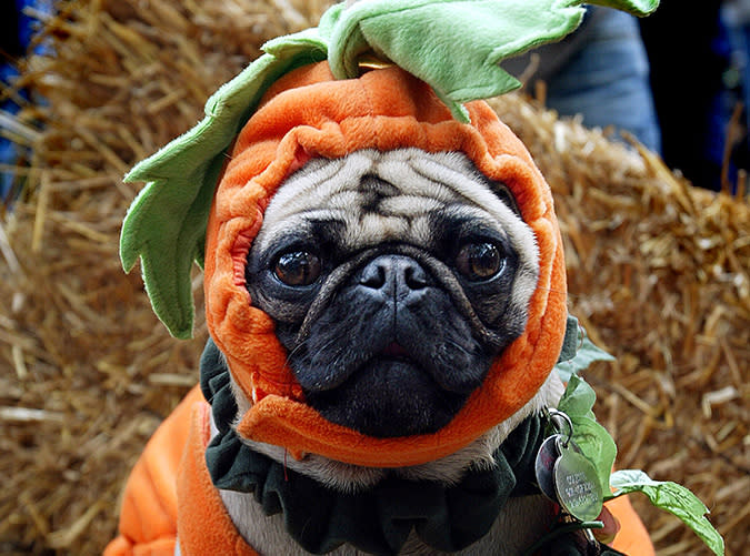 Nebraska: Pug-O-Ween, Omaha