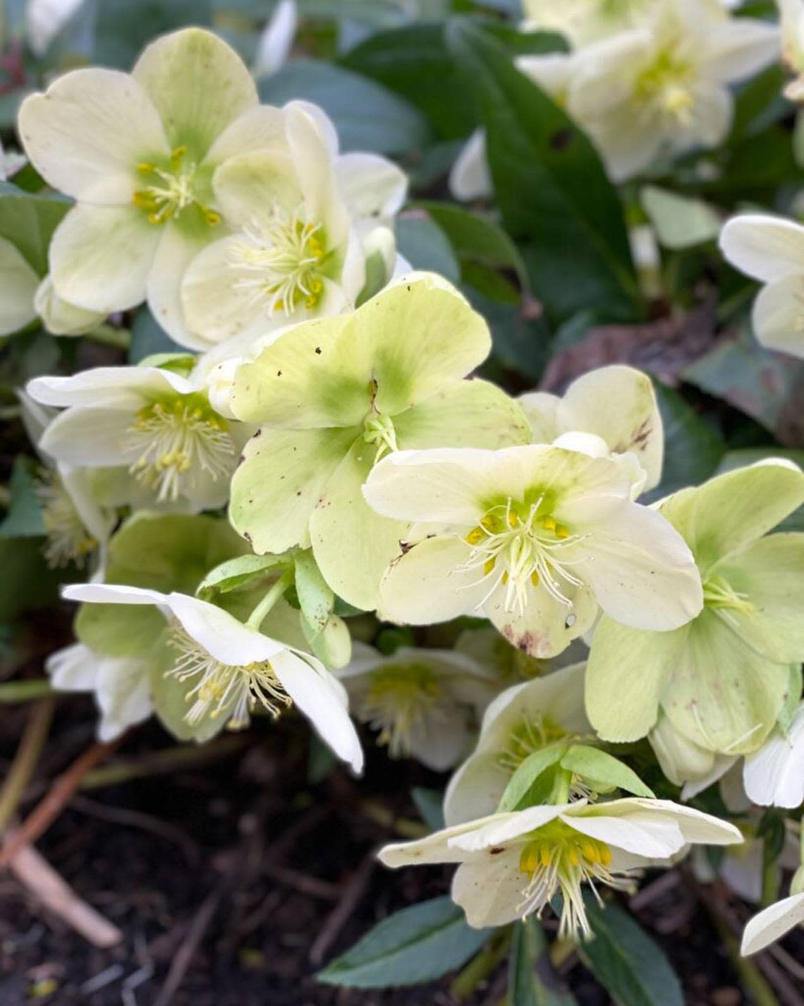 In shady corners and under trees, hellebores open their vibrant blooms against dark green foliage.
