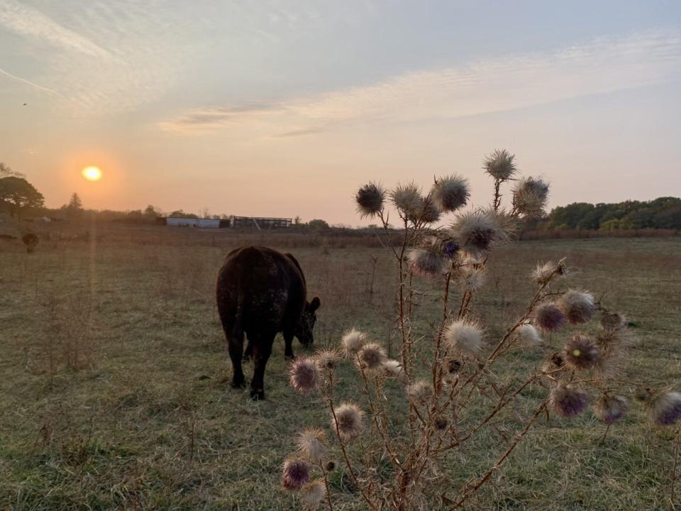 Pictured here is a cow grazing its pasture at Mitchell Farm in Muncie, Indiana. Behind the cow is an invasive bull thistle. This plant outcompetes native species and spreads easily by seed transplant. It can grow up to 5 feet tall if not managed and can overtake any area of land.