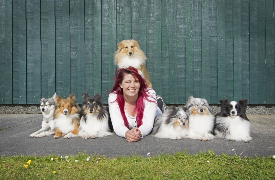 Shetland dogs (Bild: Caters News)