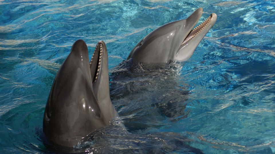 A wholphin frolics beside a bottlenose dolphin in clear water