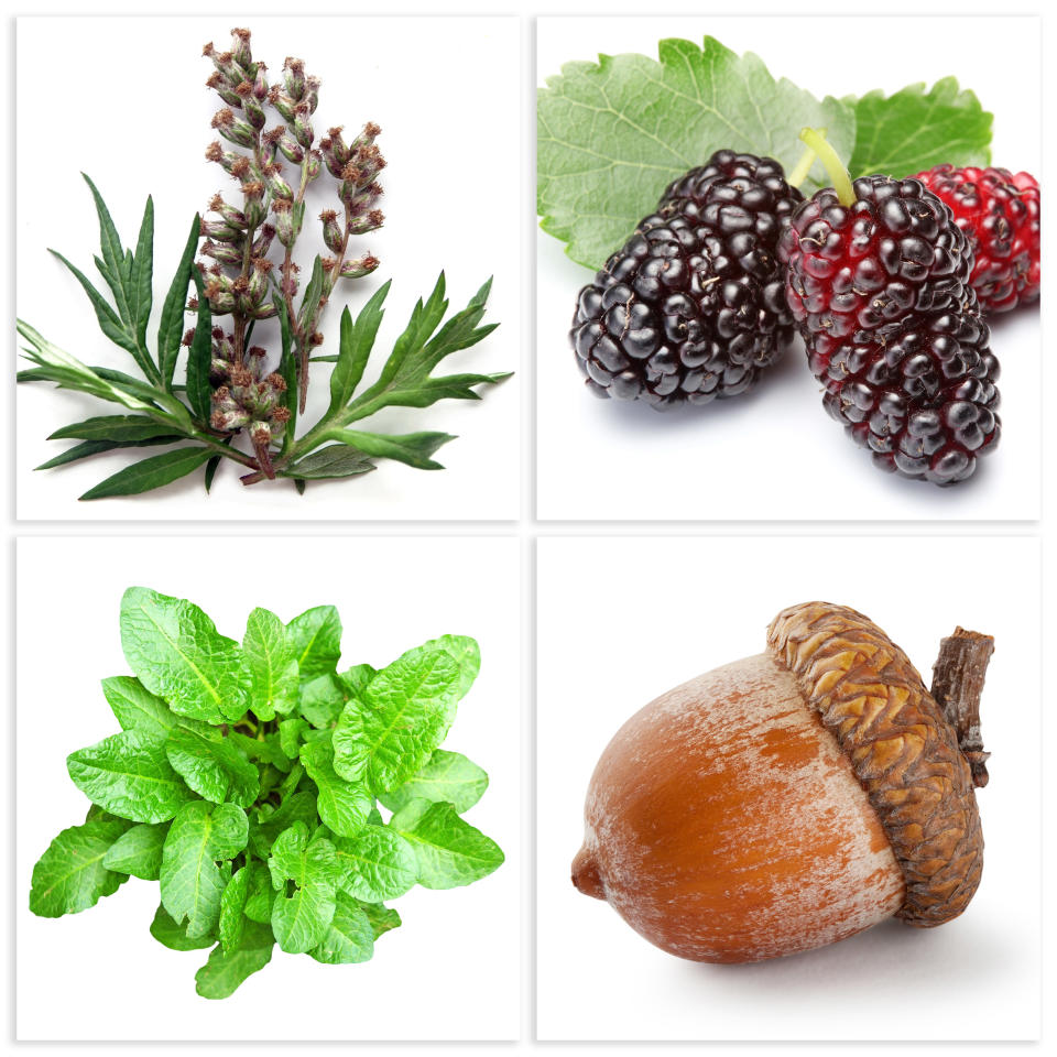 Clockwise from top left: Mugwort, mulberries, acorn, and curly dock. - Credit: Emberiza/Adobe Stock; Valentyn Volkov/Adobe Stock; ANGHI/Adobe Stock; Alex Lukin/Adobe Stock
