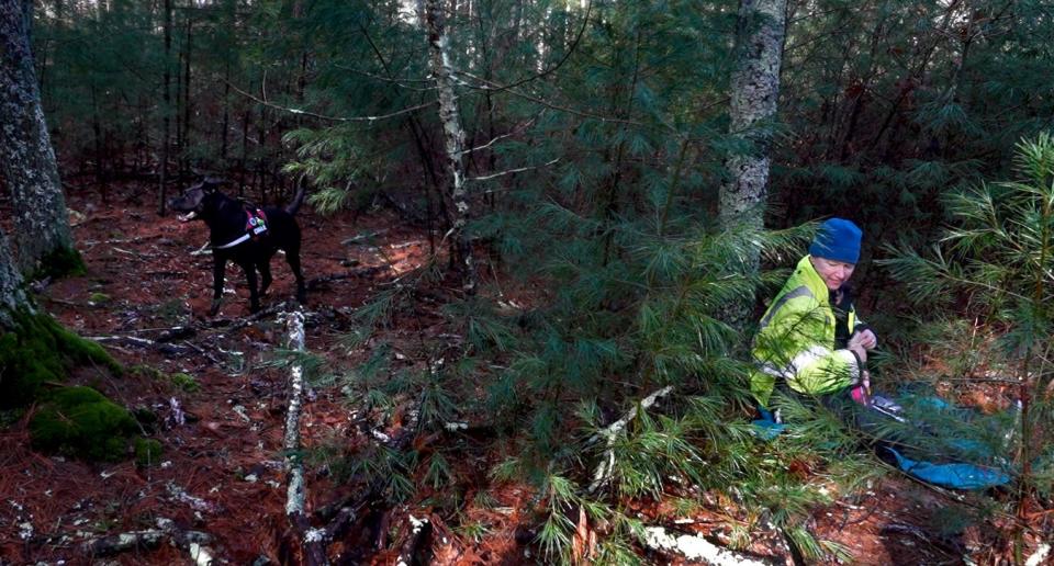 Charlie closes in on the hiding place of volunteer Beth Fitzpatrick, who was acting as a human scent target for the dogs during their search and rescue training.