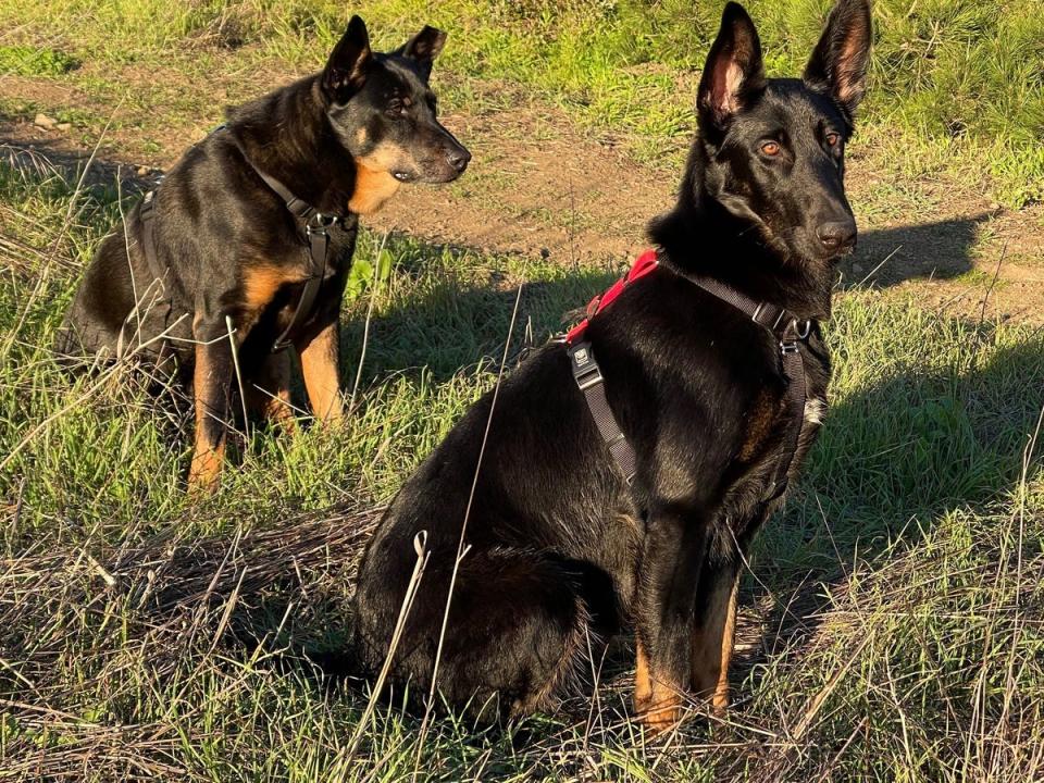 Two black German shepherd dogs are sitting in tall grass while wearing the Blue-9 Pet Products Balance Harness.