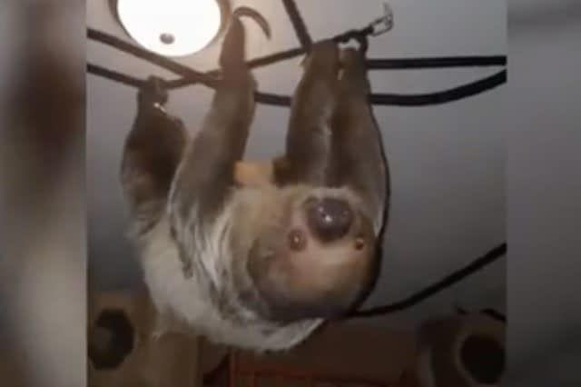 Sloth