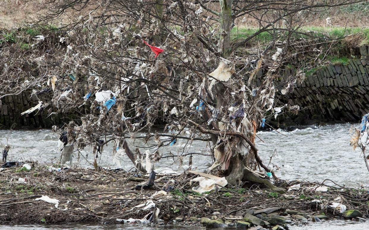 Birds digest hundreds of microplastic fragments every day - Christopher Furlong/Getty Images