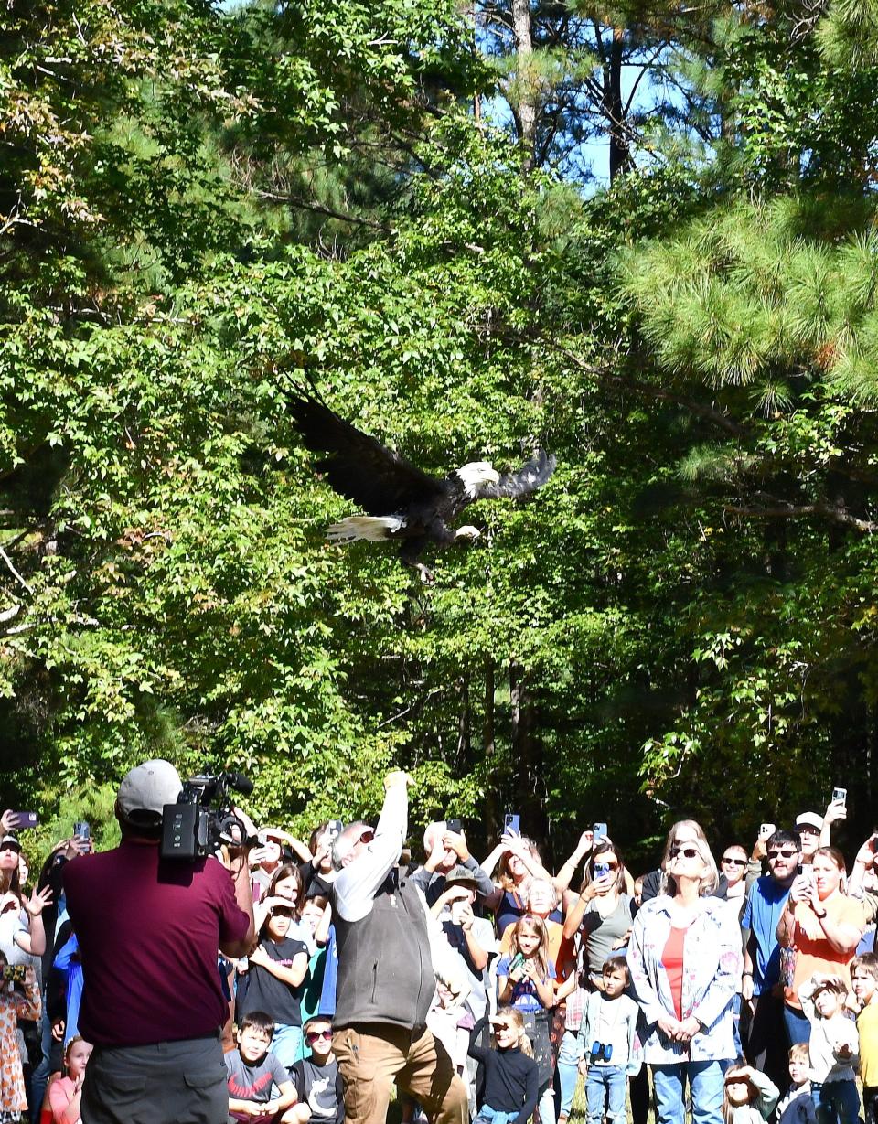 The bald eagle soars into the air on Oct. 18 as the wildlife officials responsible for her care looked on. A gathered crowd cheered as she flew away following the release in the Oak Grove Lake Park, about 10 miles outside of Norfolk, Virginia.