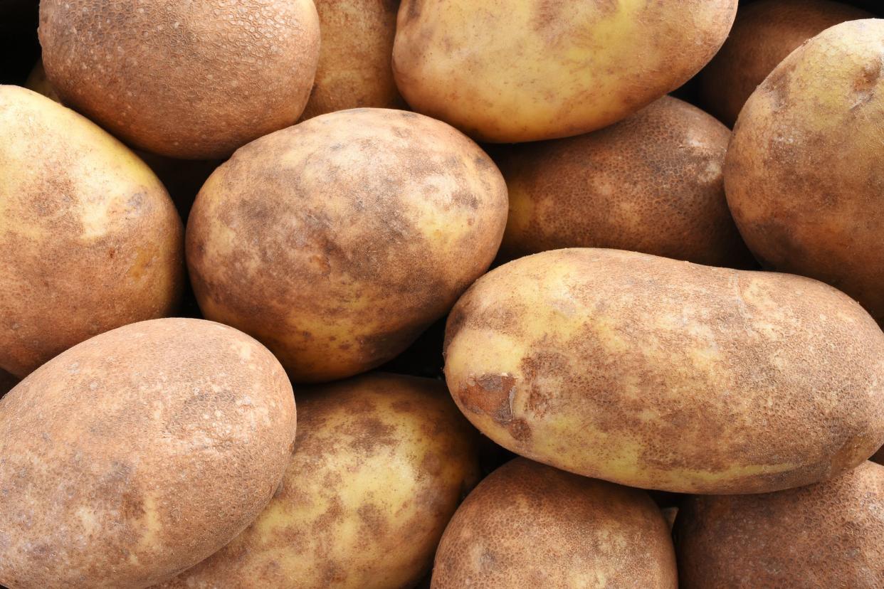 A close up image of several large organic russet potatoes in a pile.