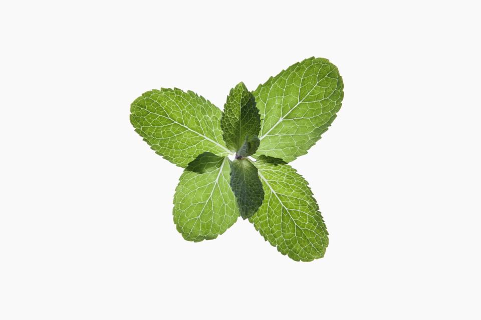 a bunch of organic mint leaves on a lightbox