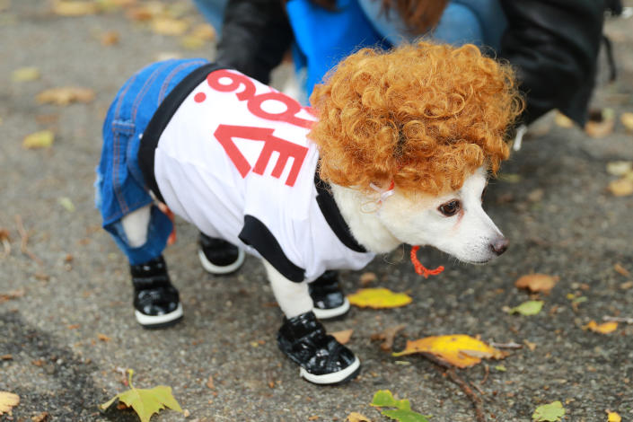 <p>A dog dressed as Napoleon Dynamite participates in the 28th Annual Tompkins Square Halloween Dog Parade at East River Park Amphitheater in New York on Oct. 28, 2018. (Photo: Gordon Donovan/Yahoo News) </p>