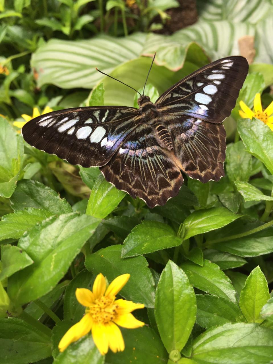 (PHOTO: Singapore Zoo)