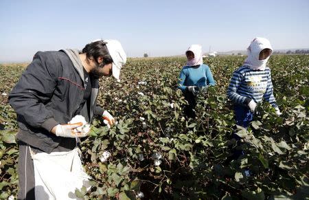 File photo of Syrian refugees picking up cotton from a field in the village of Bukulmez on the Turkish-Syrian border, in Hatay province, Turkey, November 3, 2012. REUTERS/Murad Sezer
